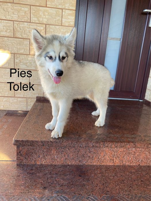 Husky Syberyjski