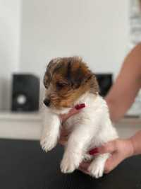 Jack Russell Terrier ZKwP FCI Niesamowita Suczka Arya Skarland Jack