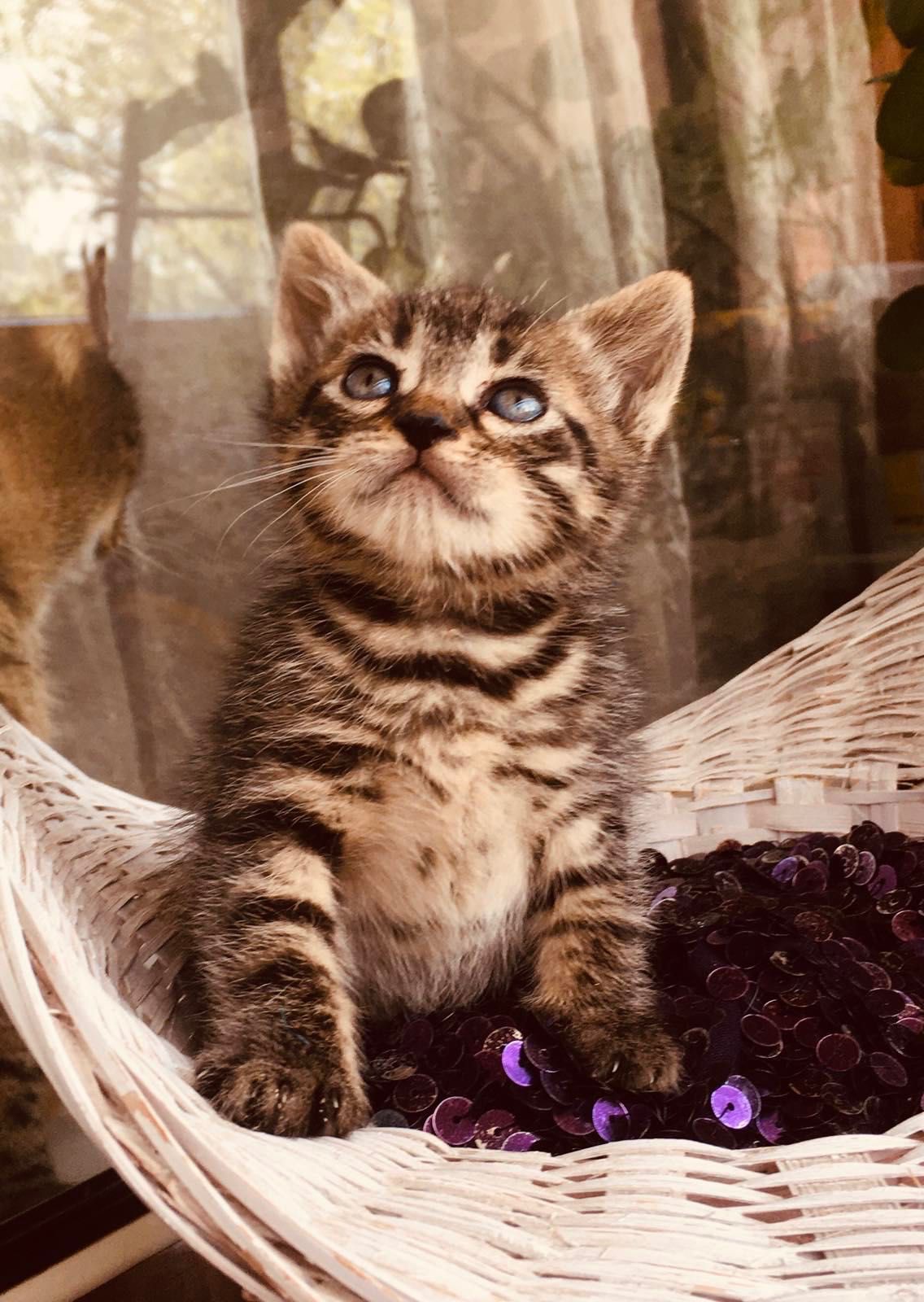 Отдам котят бесплатно