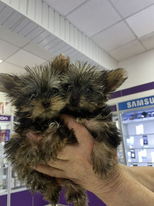 Продаются зенки породи йоркширский терьер мини