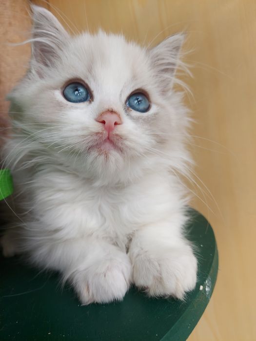 Ragdoll KOTKA    Wolna OD 31.X.25 badania, rodowód, kuweta