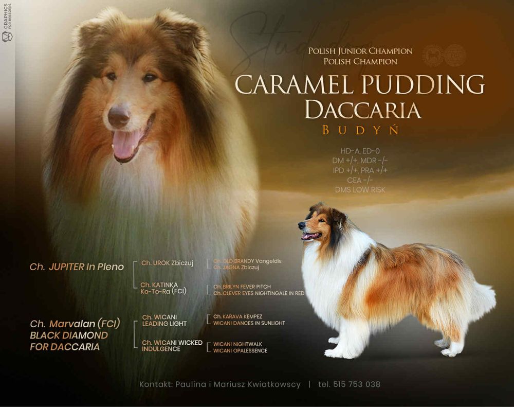 Szczeniak Owczarek Szkocki Długowłosy Collie