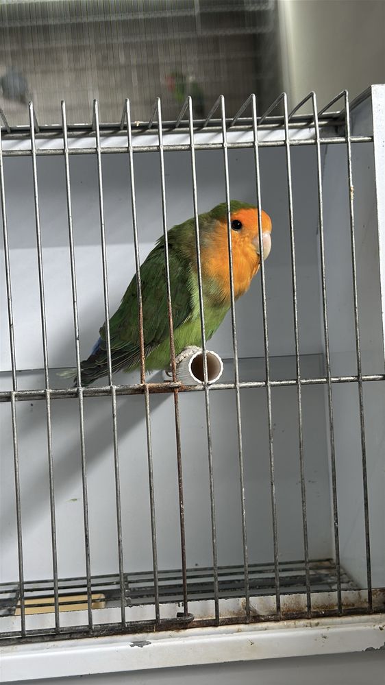 Casal agapornis portador de lutino