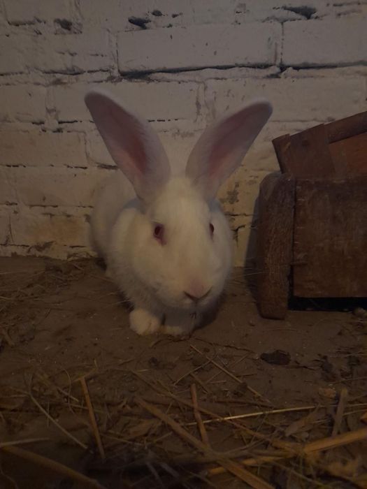 Króliki Wiedeńskie - białe