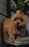 Мальчик Мальтипу ф1. Щеплення за віком. Maltipoo f1