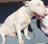 Bullterrier bulterier pies ZKwP FCI rodowód wielopokoleniowy