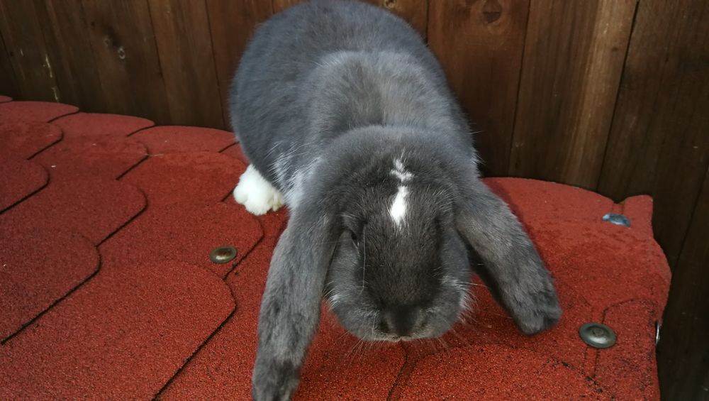 Barany Francuskie młode