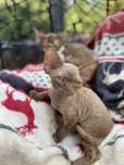Devon rex kocurek , FPL rodowod