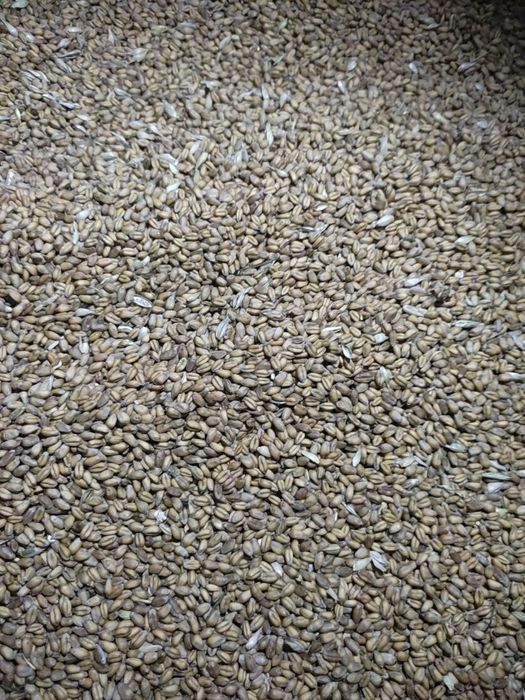 Пшениця озима ржт реформ