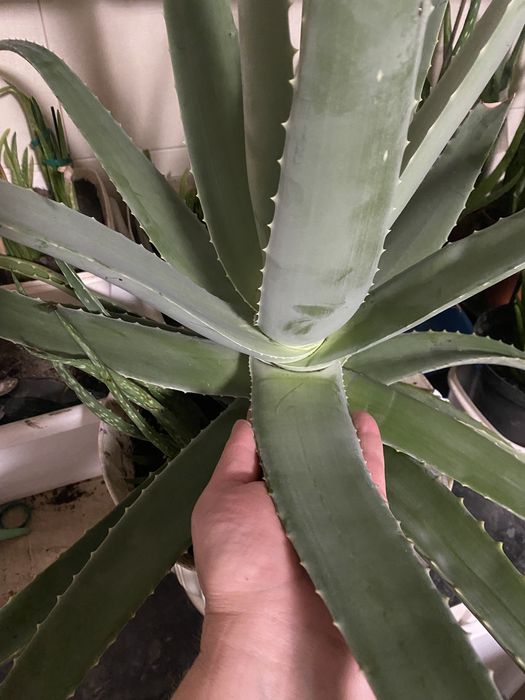 Вазон алоє вера лікувальний