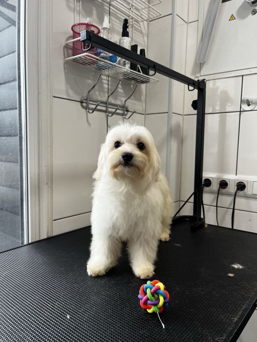 У продажі вільна  дівчинка  Мальтіпу F1