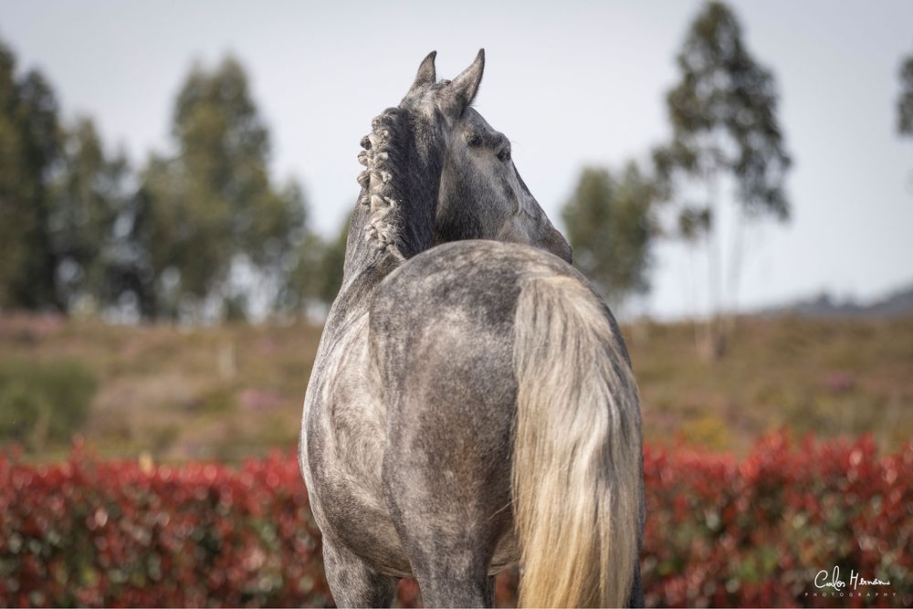 Quinas cavalo Lusitano de sonho