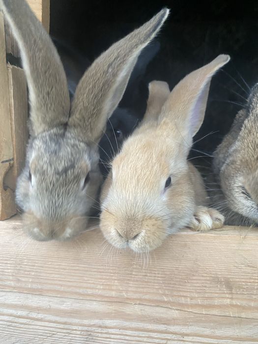 Sprzedam króliki