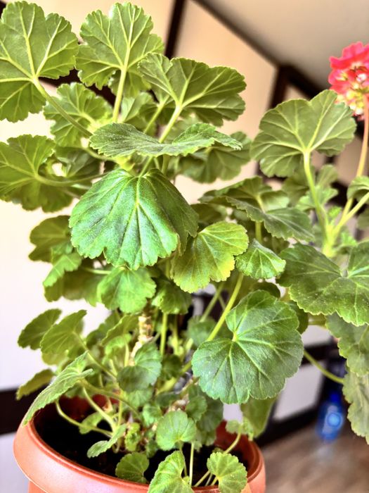 Пеларгонія мініатюрна Milbern Galaxy