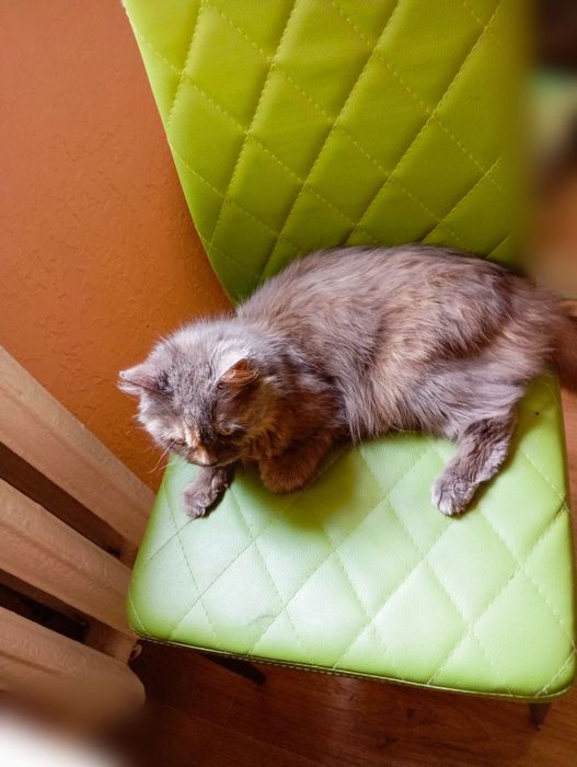 Передержка животных