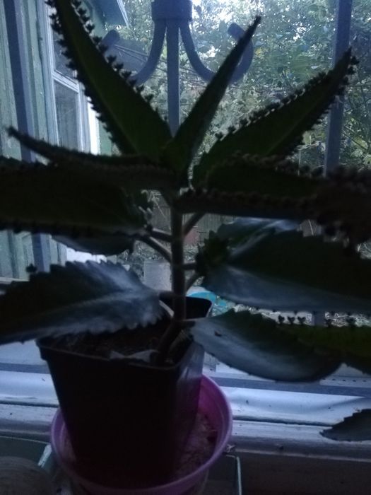 Каланхое. Столетник алое продам