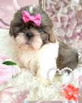 Śliczna suczka rasy Shih-Tzu gotowa do odbioru