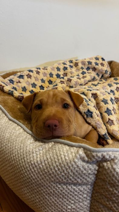 Cadela mestiça (American Terrier + Shar Pei) – 2-3 meses