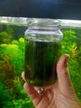 Mech jawajski Java moss