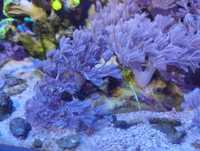 Коралл для морського акваріуму, Ксенія пульсуюча