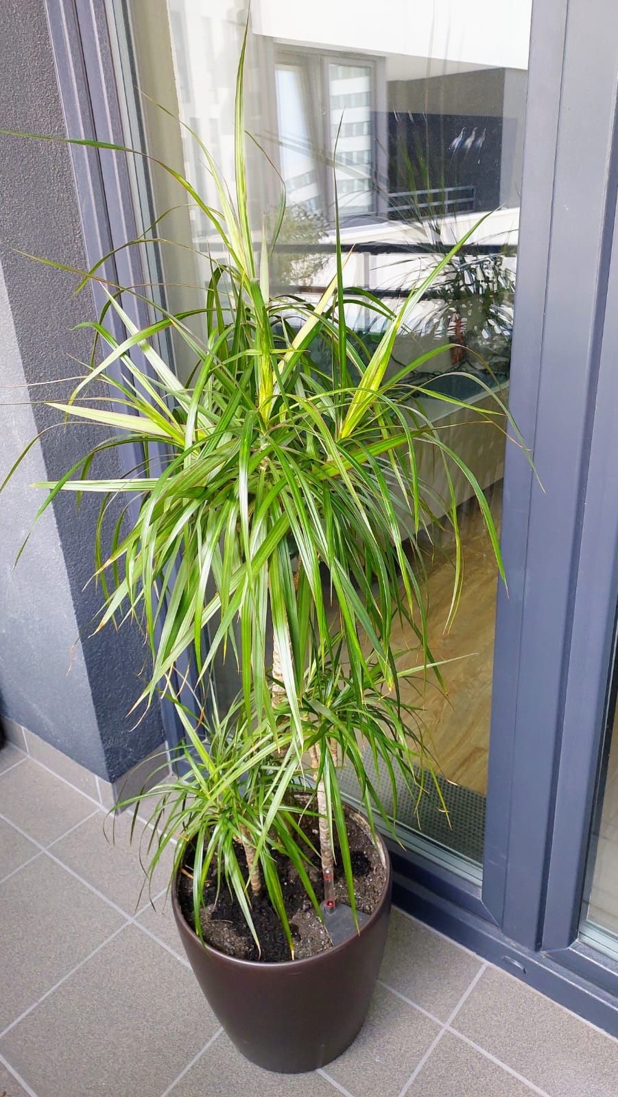 Dracena wys. ok. 1,5 m