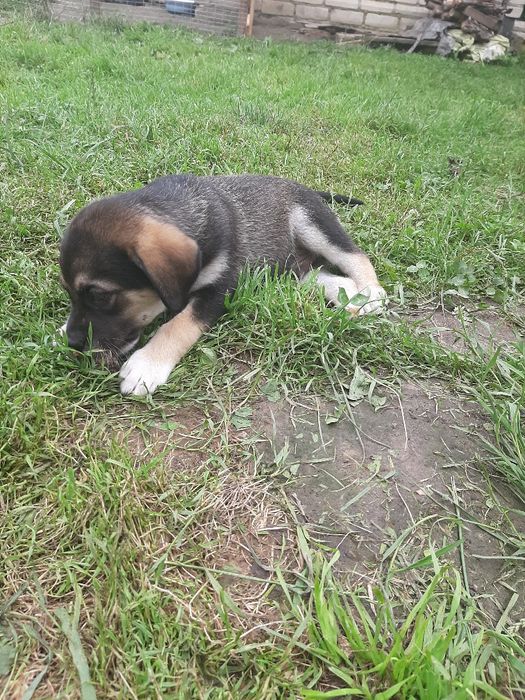 Відам у добрі руки цуценят