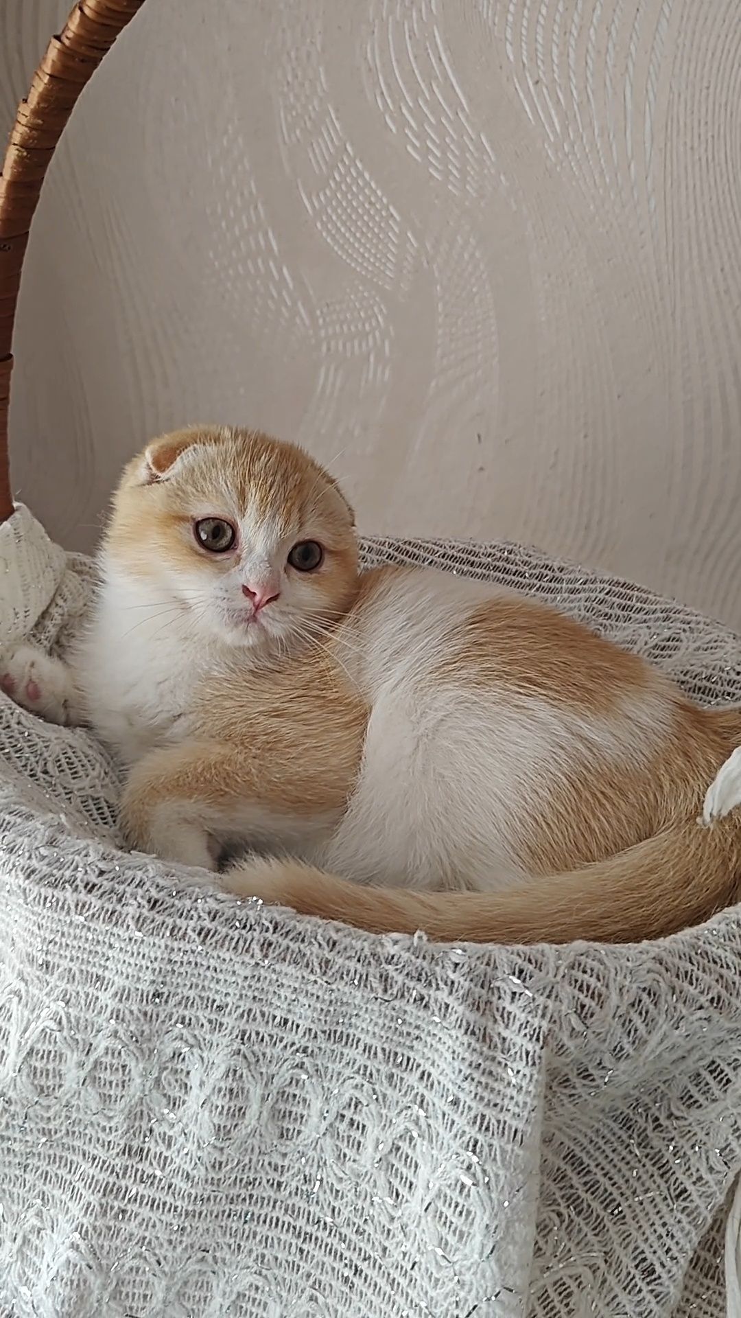Вислоухий шотландский мальчик