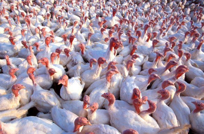 Яйце індика біг6 та БЮТ 8 Угорщина