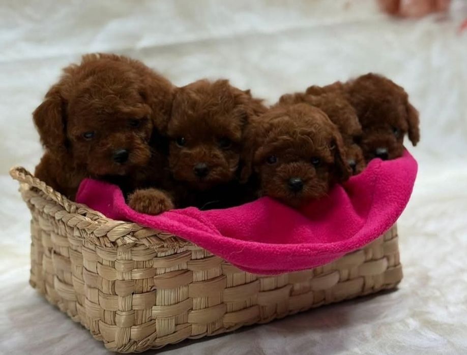 Чудові малята той пудель на подарунок !