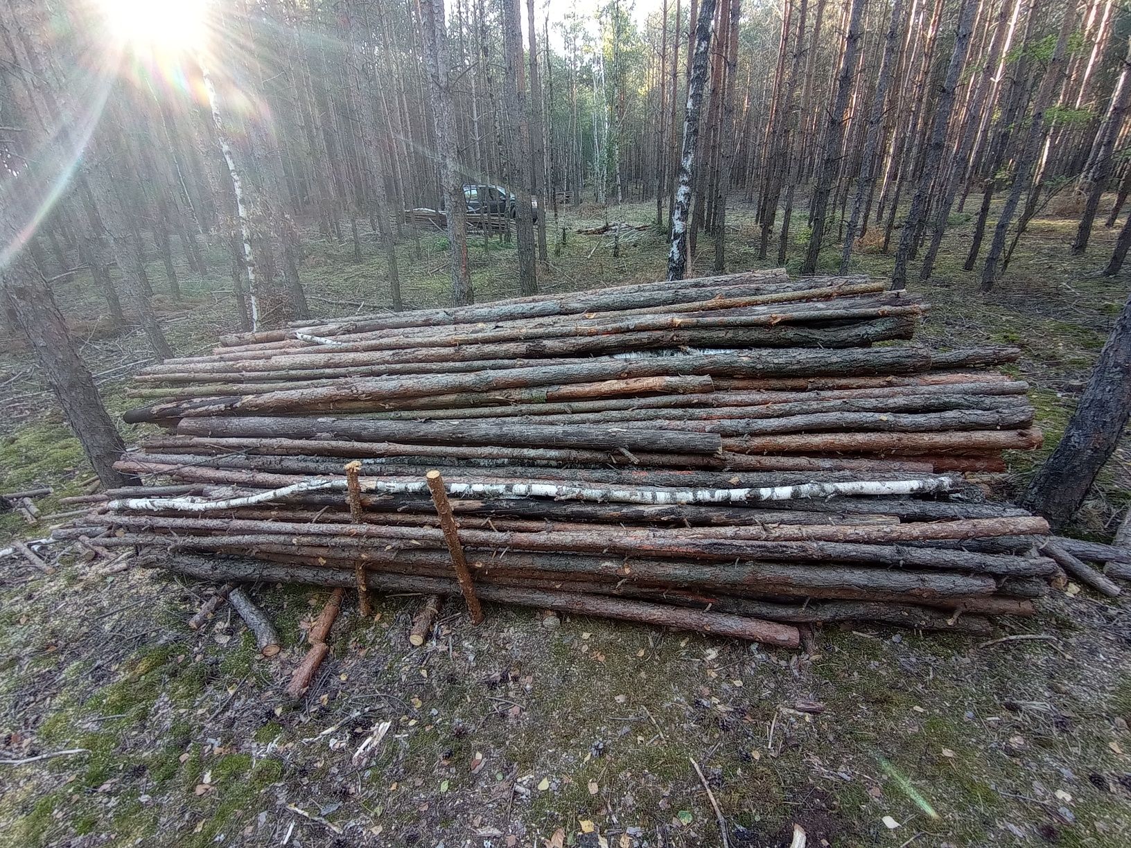 Drewno opałowe sosna