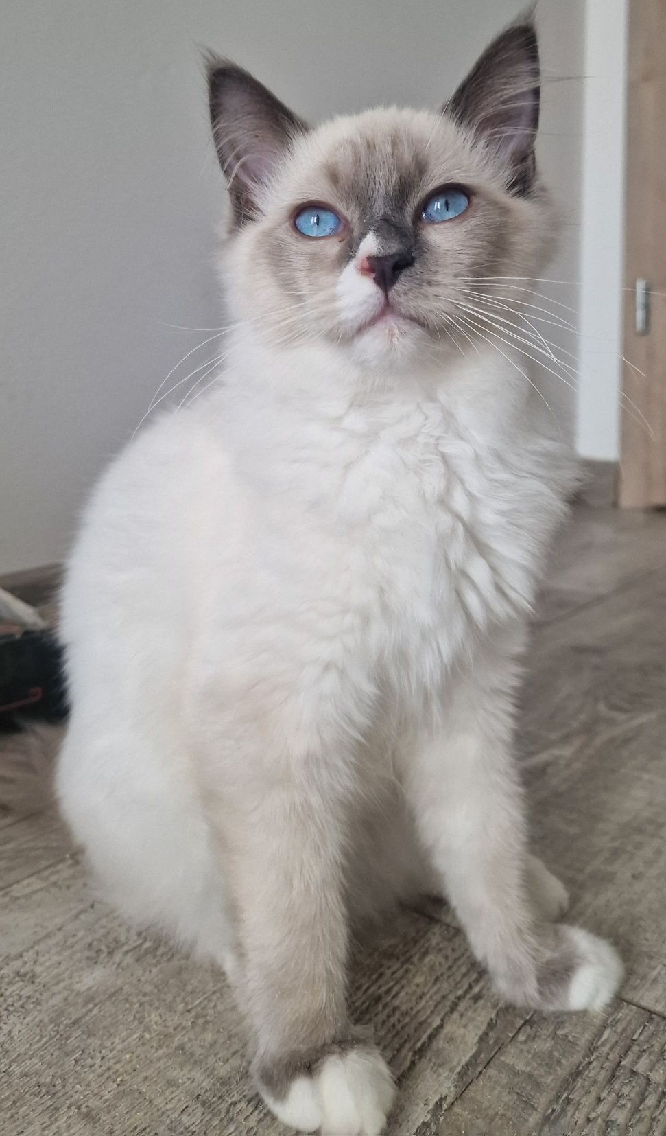 Kocurek Ragdoll blue mitted