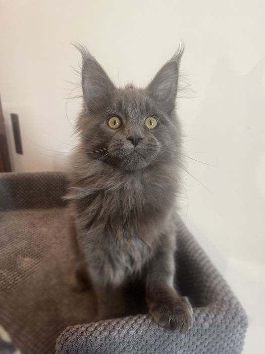 Голубий Мейн-кун