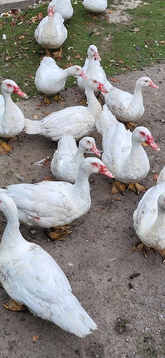 Продам Гуси і утки