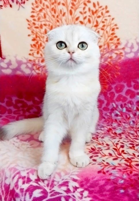 Шикарная малышка, ооочень милая и ласковая вислоушка