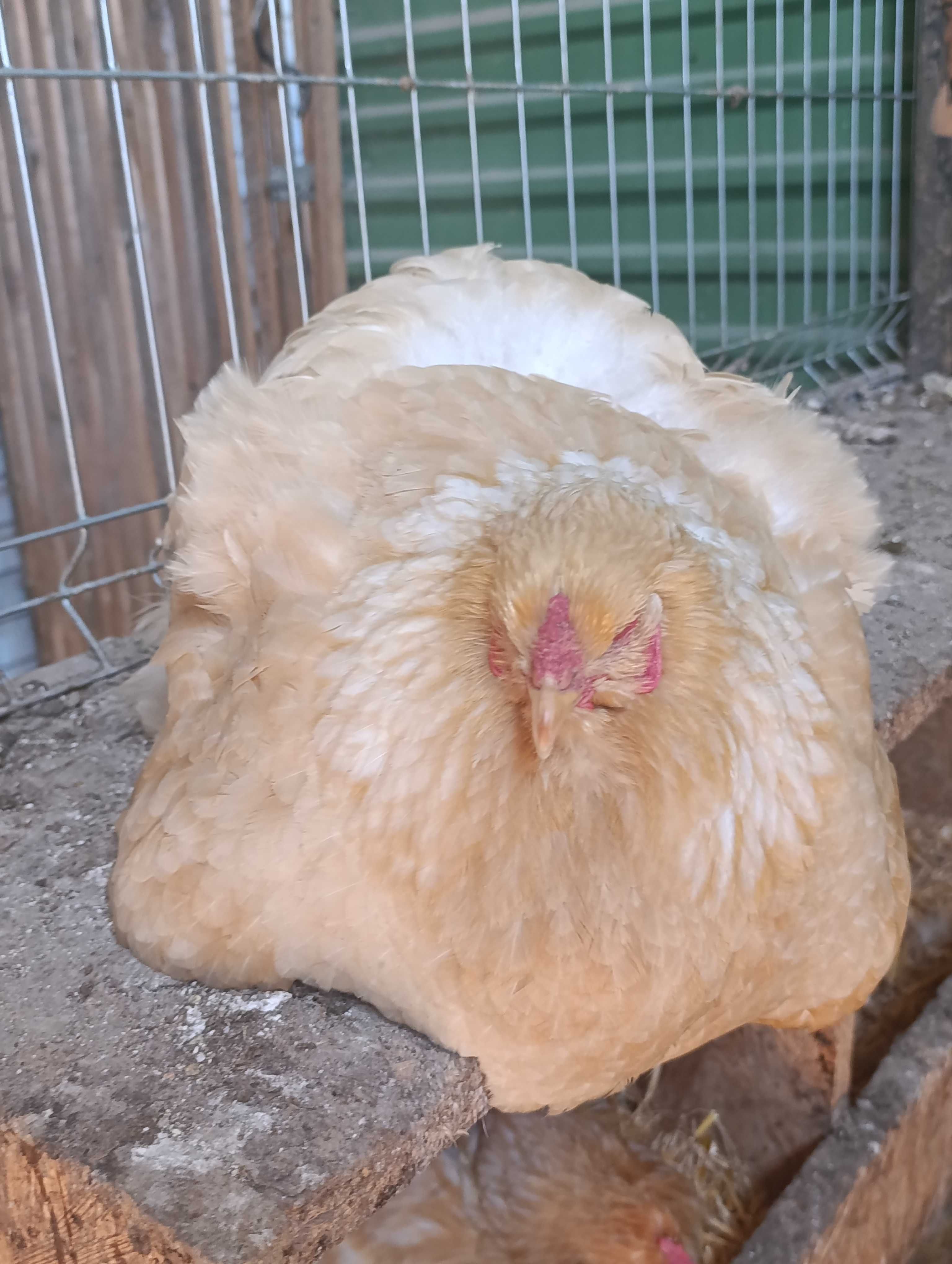 KURY dorosłe, Jaja lęgowe Brahma srebrna i lemon, kuropatwiane Okazja