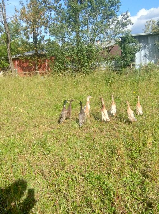 Biegus Indyjski Sprzedam