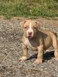 American bully Macho