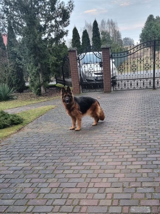 Owczarek niemiecki długowłosy - szczenię