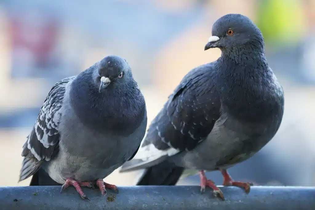 gołębie ptactwo koncentrat karma