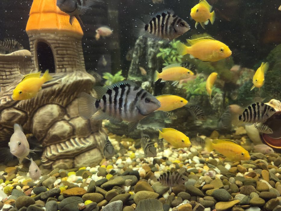 Продам рибок,цихліди, Єллоу