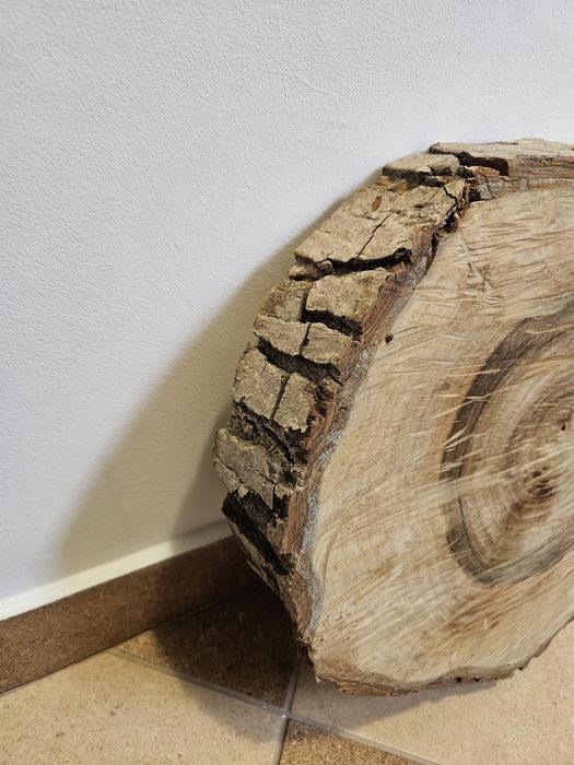 Plaster orzecha włoskiego