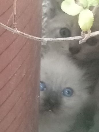 Gatos siamês com olhos azuis