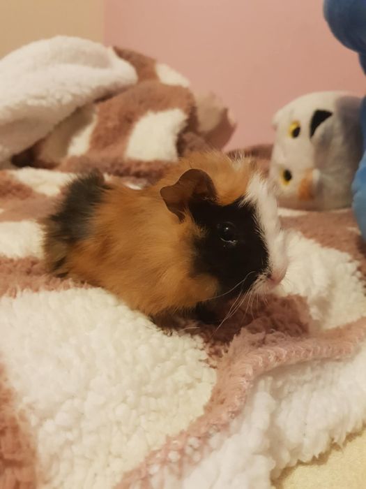 Świnka morska Rozetka