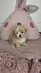 Śliczna dziewczynka Maltipoo