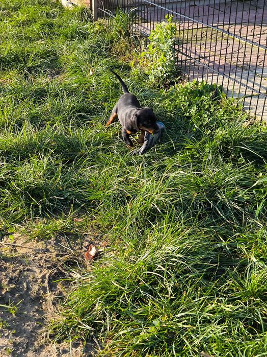 Gończy słowacki KOPOV FCI