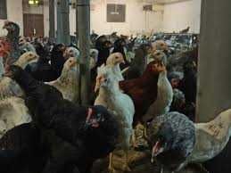 Kury nioski młode Rosa Messa Dominant Tetra ISA Lohmann Leghorn !