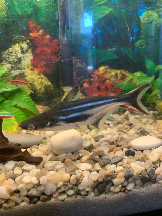 3 sumy rekinie do oddania