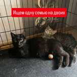 Отдам кошку с котенком в одну семью