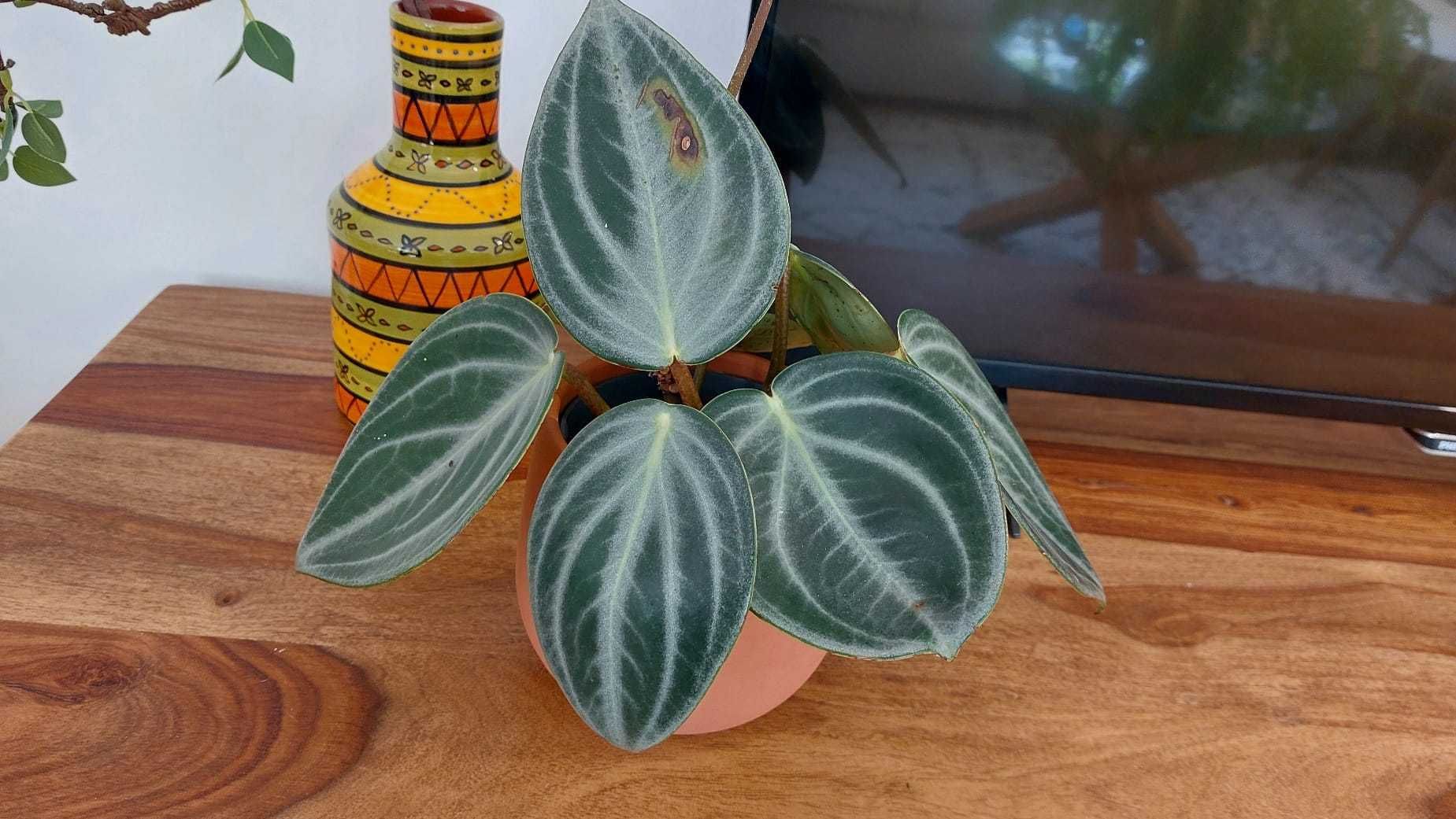 Planta Peperomia Sarcophylla