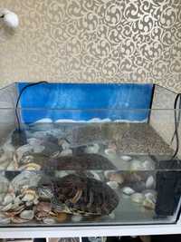 Черепаха з акваріумом та всім необхідним